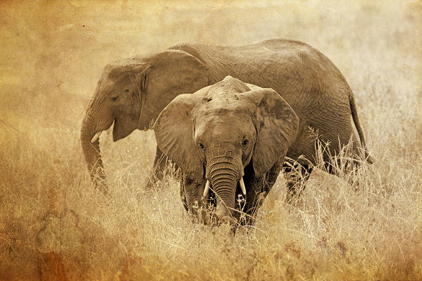Two african elephants, Loxodonta Africana, in Serengeti National Park, Tanzania. Sepia tone vintage image with grunge effect.