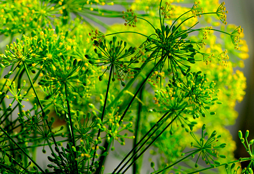 Dill Weed Plant