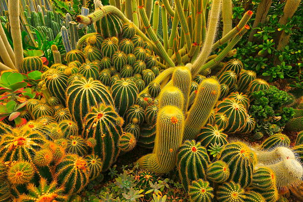 folhagem verde cactus garden na paisagem do deserto - desert landscaping - fotografias e filmes do acervo