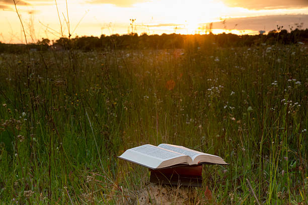 istock Opened hardback book with fanned pages on blurred nature background 481385598