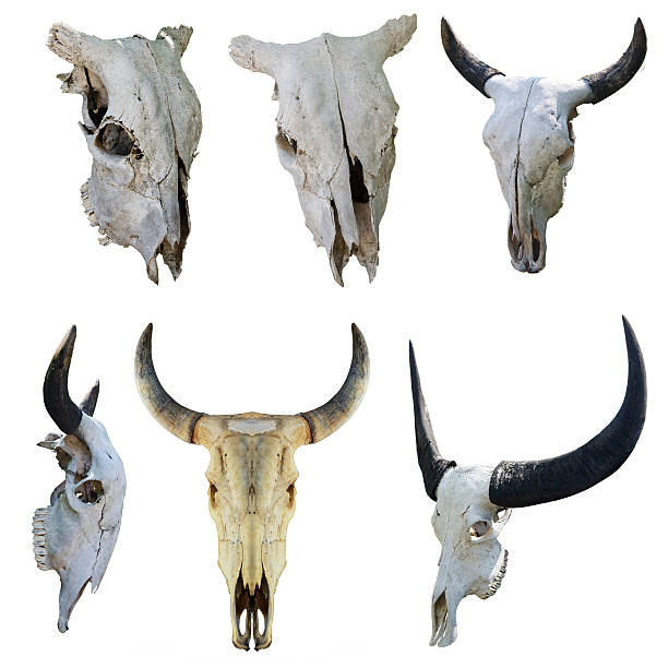 istock set of buffalo skull 481385866