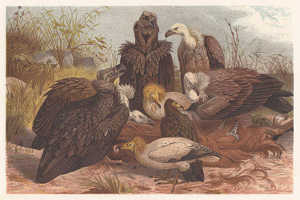 Southern European vultures, lithograph, published in 1882 Southern European vultures (Old World vulture): Cinereous vulture (Aegypius monachus, left), Egyptian vulture (Neophron percnopterus), Griffon vulture (Gyps fulvus). Lithograph, published in 1882. eurasian black vulture stock illustrations