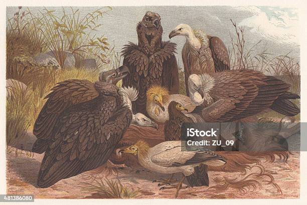 Southern European Vultures Lithograph Published In 1882 Stock Illustration - Download Image Now