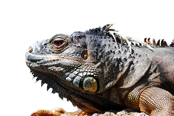 A large yellow/golden Iguana image.