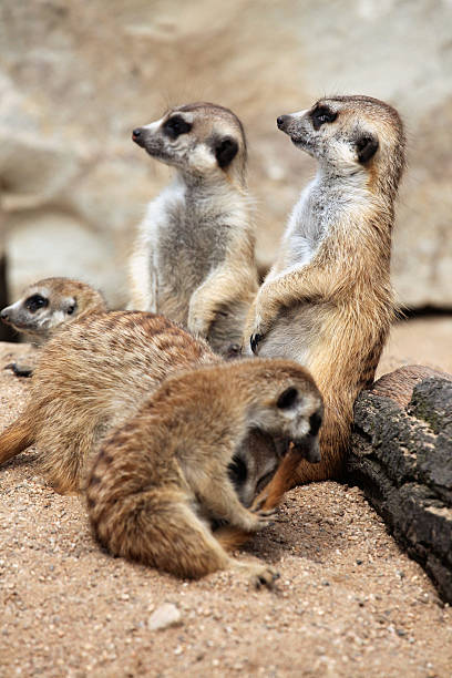 istock Meerkat (Suricata suricatta), also known as the suricate. 481386650