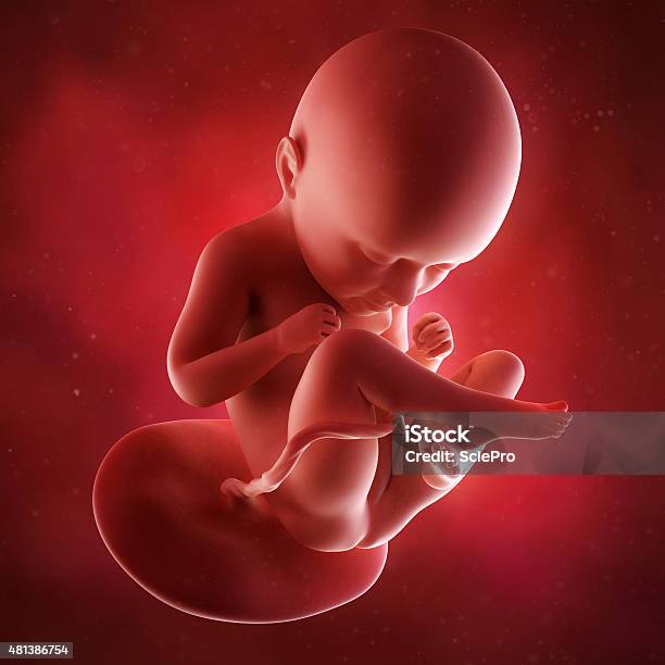 Medical Illustration Stock Photo - Download Image Now - Fetus, 2015, Anatomy