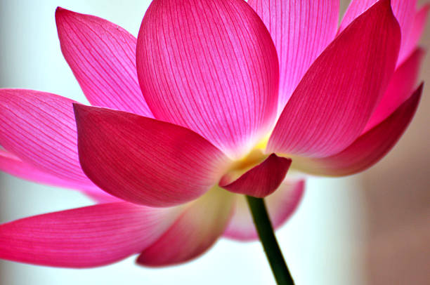 Macro blossom pink lotus flower