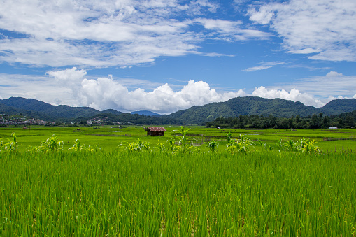 Landscape view of Paddy field or rice field from India.