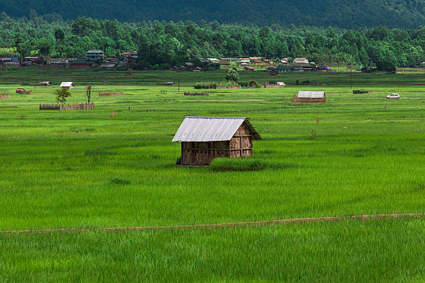 Landscape and scenic view of paddy field or rice field of India.
