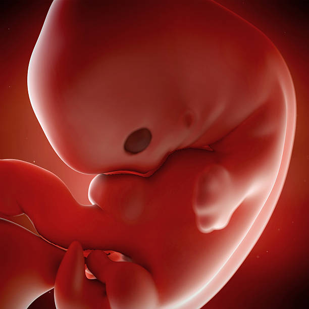 fetus week 7 medical accurate 3d illustration of a fetus week 7 7 week fetus stock pictures, royalty-free photos & images