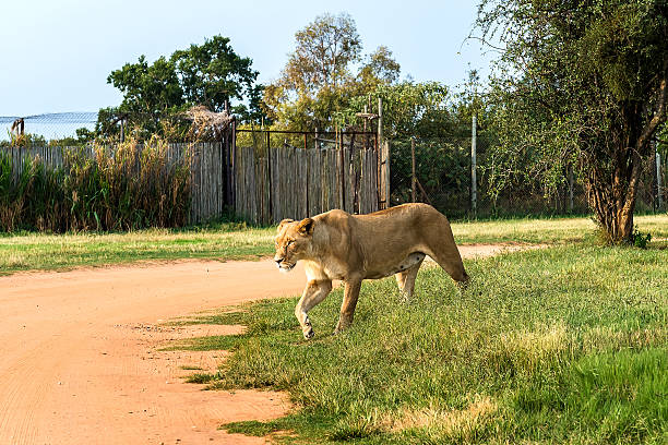 istock Lion, South Africa. March 31, 2015 481388898