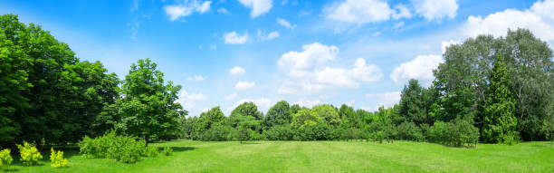 56 aparatu lato krajobraz panoramiczny - grass area grass summer horizon zdjęcia i obrazy z banku zdjęć