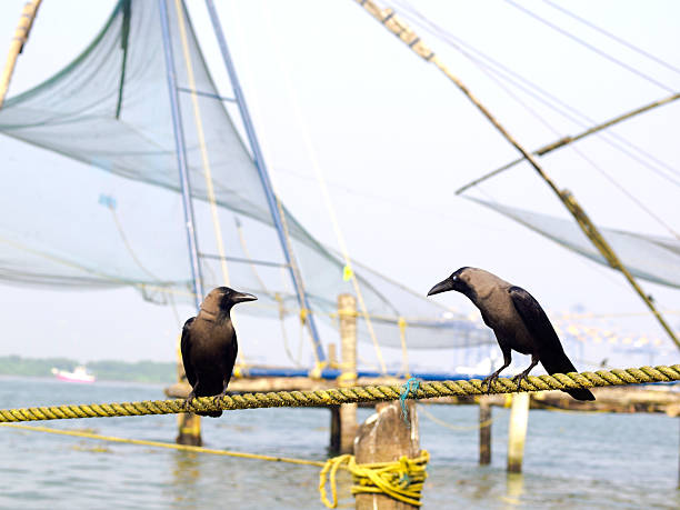 Birds and Nets Two Birds tolking while waiting for fish in Fishing nets which are in background. Cochin shore, India. cochin kerala india chinese fishing net stock pictures, royalty-free photos & images