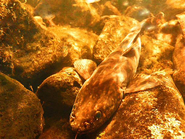 Burbot on the bottom A burbot fish seen lying on the stony bottom of a lake. lota stock pictures, royalty-free photos & images