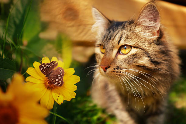 istock Cat with butterfly and flower 481391420