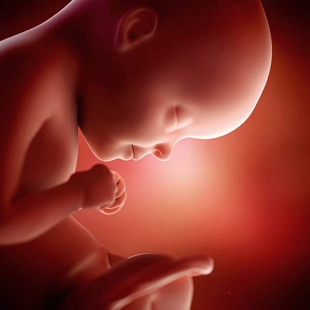 fetus week 29 stock photo