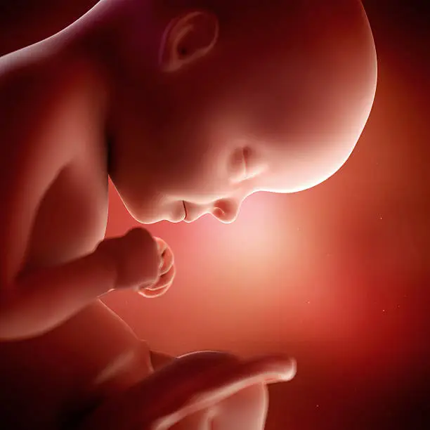 medical accurate 3d illustration of a fetus week 29