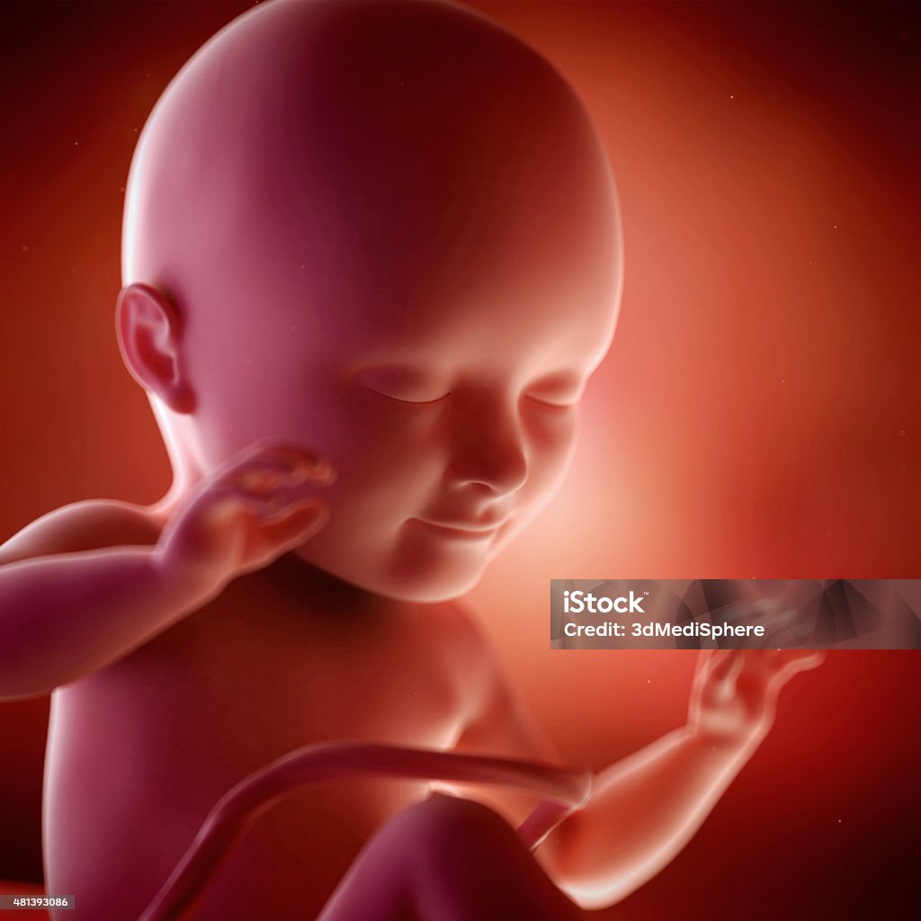 Week 34 Fetus Week 34 Stock Photo - Download Image Now - Fetus, 30-34 Years ...