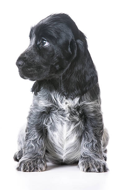 istock worried puppy 481393400