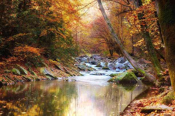 Autumn Stream lined with trees stock photo