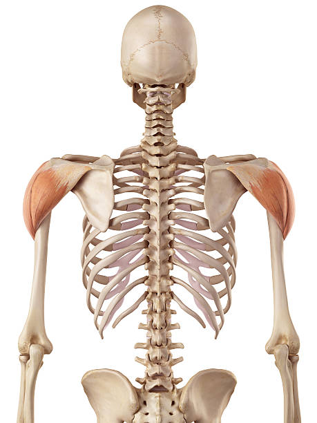 The deltoid medical accurate illustration of the deltoid deltoid stock pictures, royalty-free photos & images