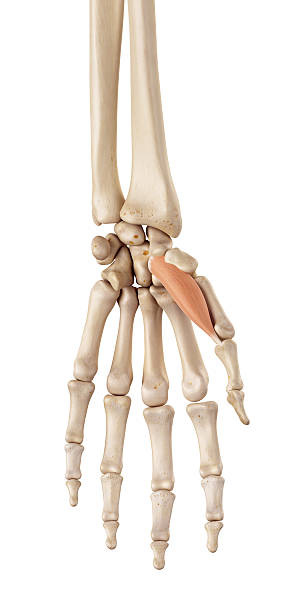 the abductor pollicis brevis medical accurate illustration of the abductor pollicis brevis thumb abductor muscle stock pictures, royalty-free photos & images
