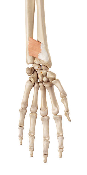 istock the pronator quadratus 481394872