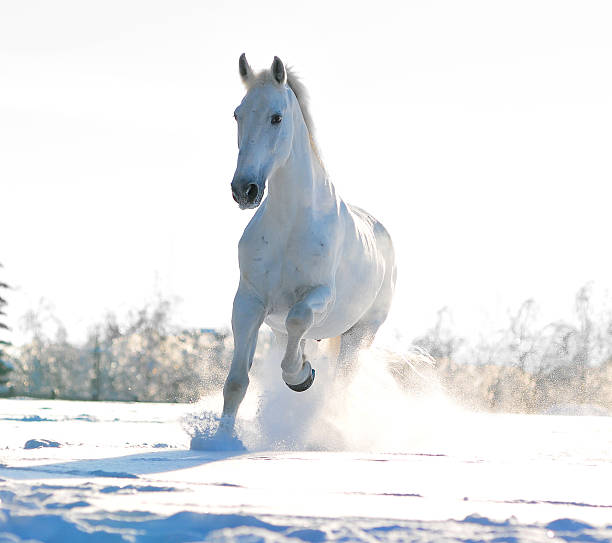 istock white horse run gallop in winter 481395394