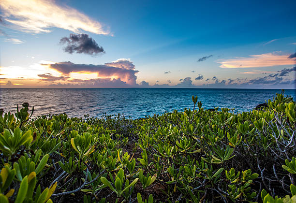 istock Seaside Succulents at Sunset 481395956