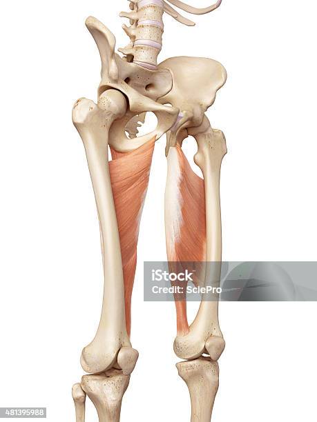 The Adductor Magnus Stock Photo - Download Image Now - 2015, Accuracy, Adductor Magnus
