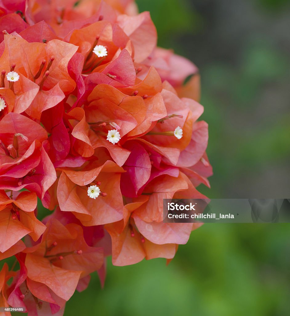 red Bougainvillea flower macro shot of red Bougainvillea flower Abstract Stock Photo