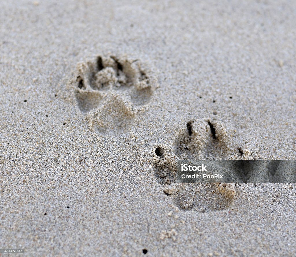 Patte de chien sur le sable - Photo de Canidés libre de droits