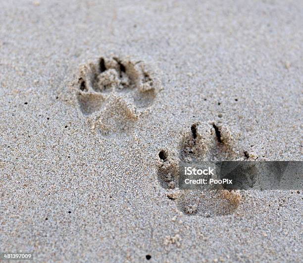 Dog Paw На Песок — стоковые фотографии и другие картинки Береговая линия - Береговая линия, Горизонтальный, Коготь животного