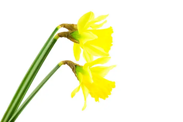 Yellow spring Daffodil (narcissus) on white background
