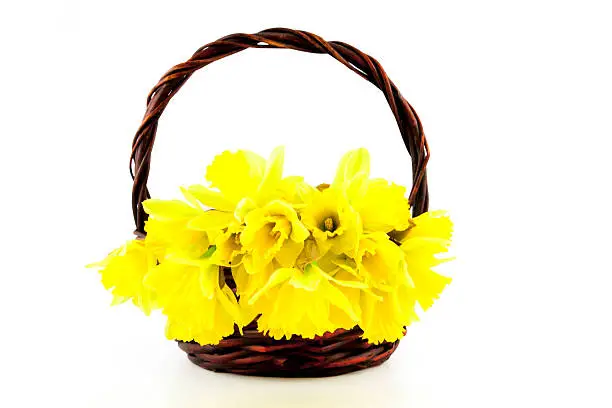 Yellow spring Daffodil (narcissus) in the basket on white background