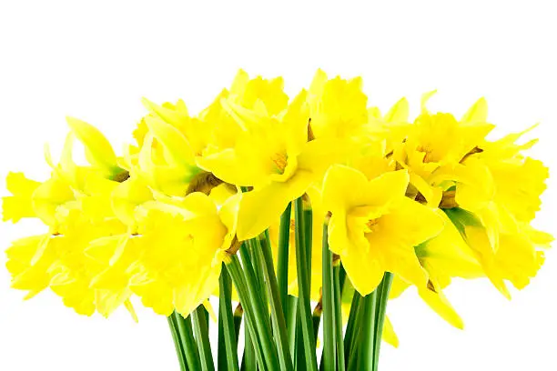 Yellow spring Daffodil (narcissus) on white background