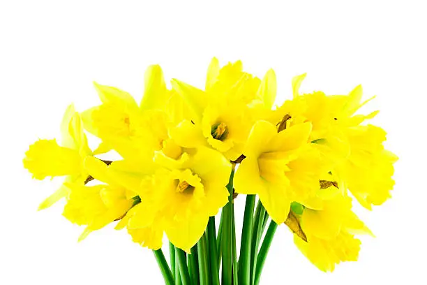 Yellow spring Daffodil (narcissus) on white background