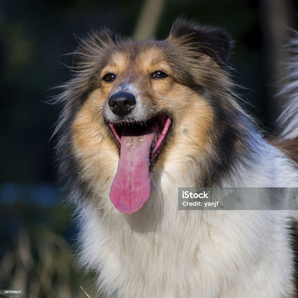 Cão, Cão pastor de Shetland espera para jogos em relva ao sol - Royalty-free Amizade Foto de stock