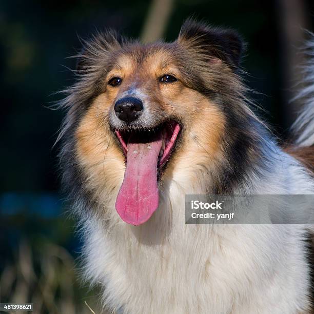 Cão Cão Pastor De Shetland Espera Para Jogos Em Relva Ao Sol - Fotografias de stock e mais imagens de Amizade