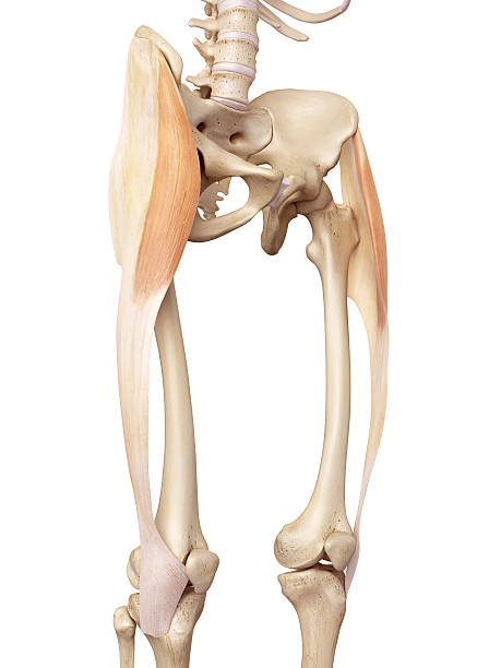 istock The tensor fascia lata 481399078