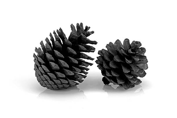 charcoal from pine cone stock photo