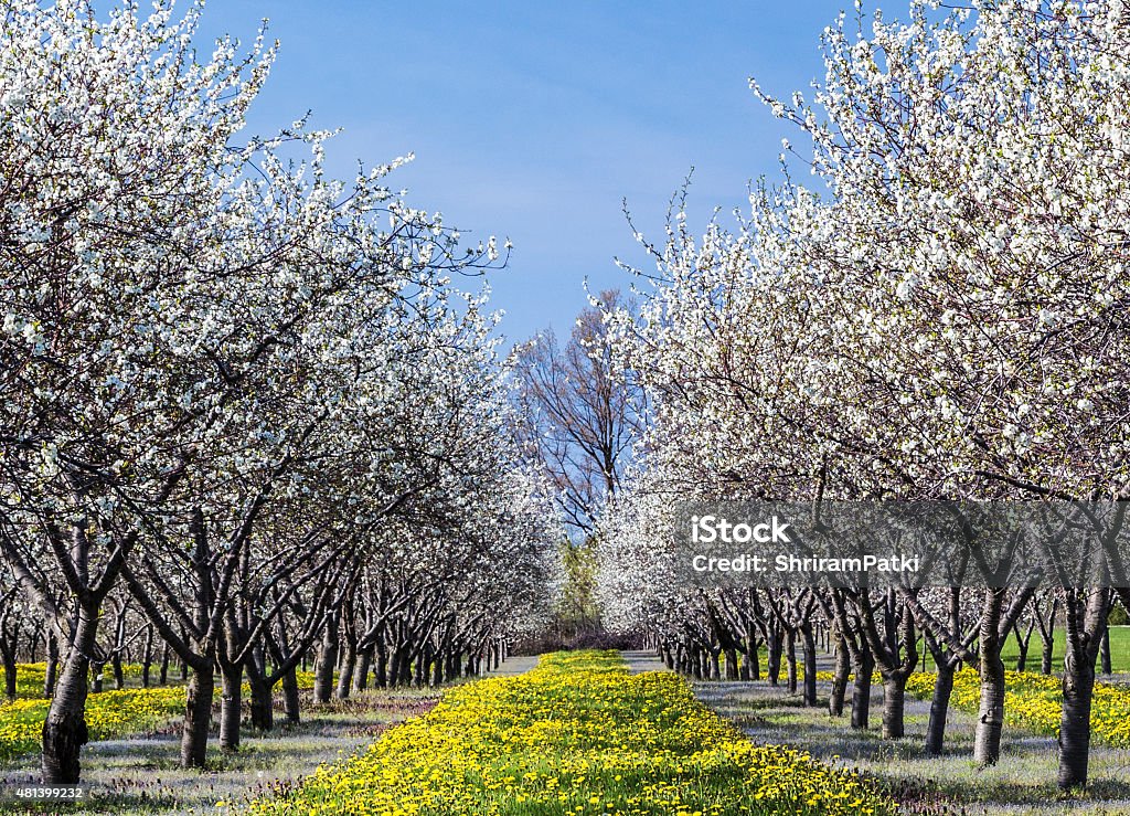 Cherry Blossom in Traverse City in Michigan Nice landscape of Cherry Blossom in Traverse City, Michigan. Springtime Cherry Blossoms at Michigan's Leelanau Peninsula Orchard, Traverse City Michigan USA. Traverse City Stock Photo