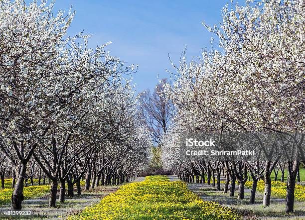 Cherry Blossom In Traverse City In Michigan Stock Photo - Download Image Now - Traverse City, Cherry Blossom, Traditional Festival