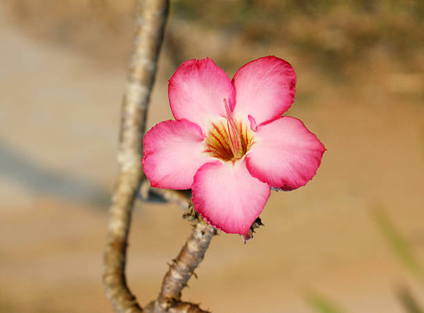 adenium obesum. - single flower desert spring red стоковые фото и изображения