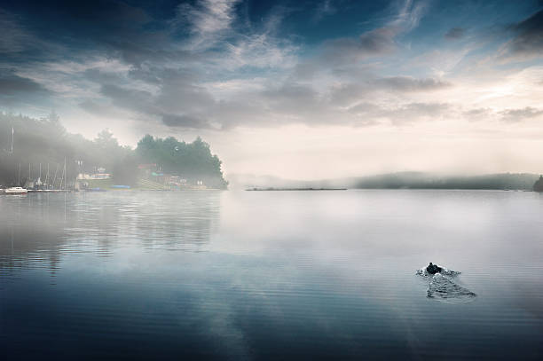 istock Foggy dam morning with duck 481400151