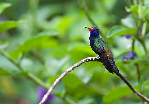 istock hummingbird tongue sticking out 481400697