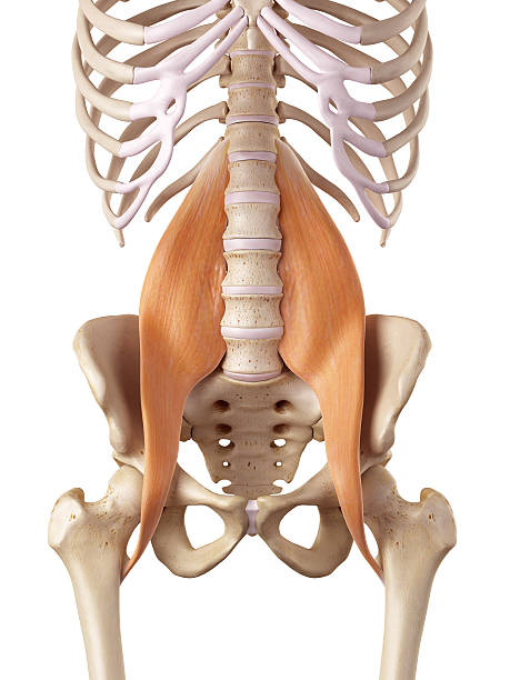 o psoas principais - ilium - fotografias e filmes do acervo