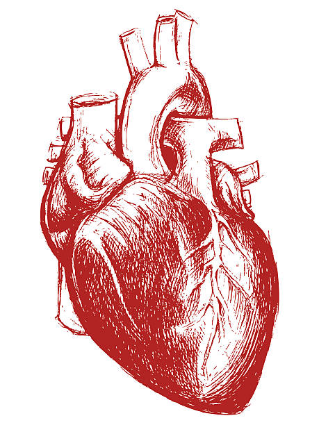 Human Heart Drawing line work Human Heart Drawing line work Vector for use. human heart sketch stock illustrations