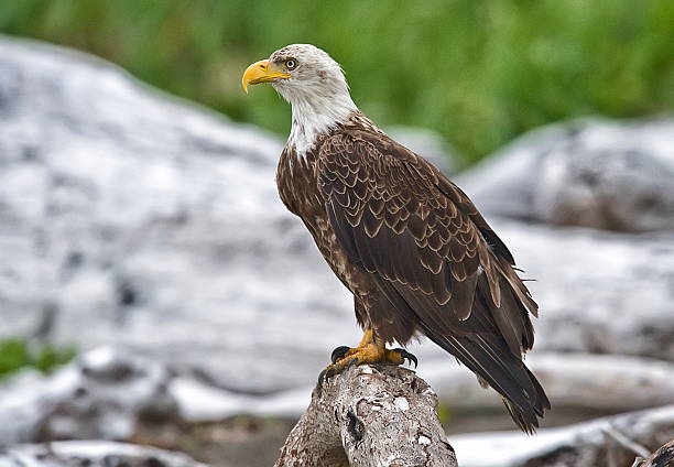 águia careca do alasca - katmai national park imagens e fotografias de stock