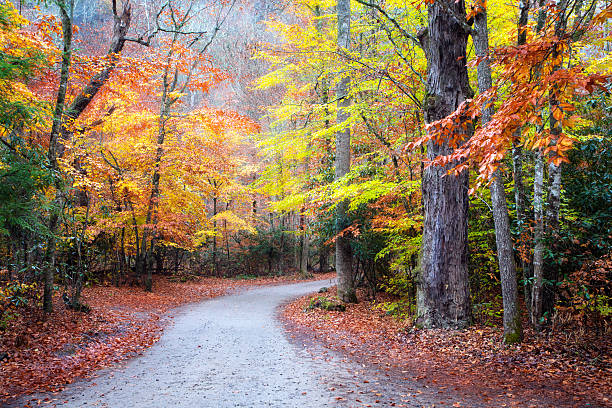 Colorful Autumn Road stock photo